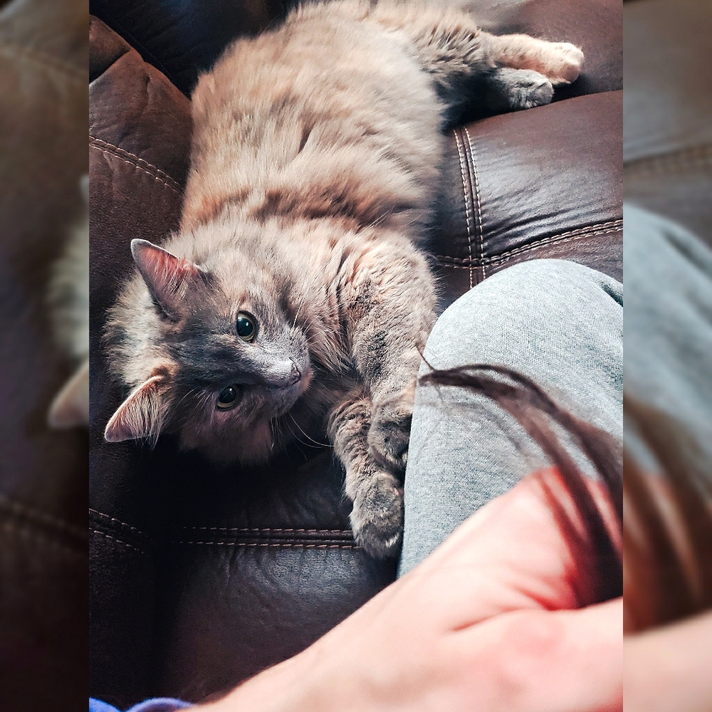 Luna baby